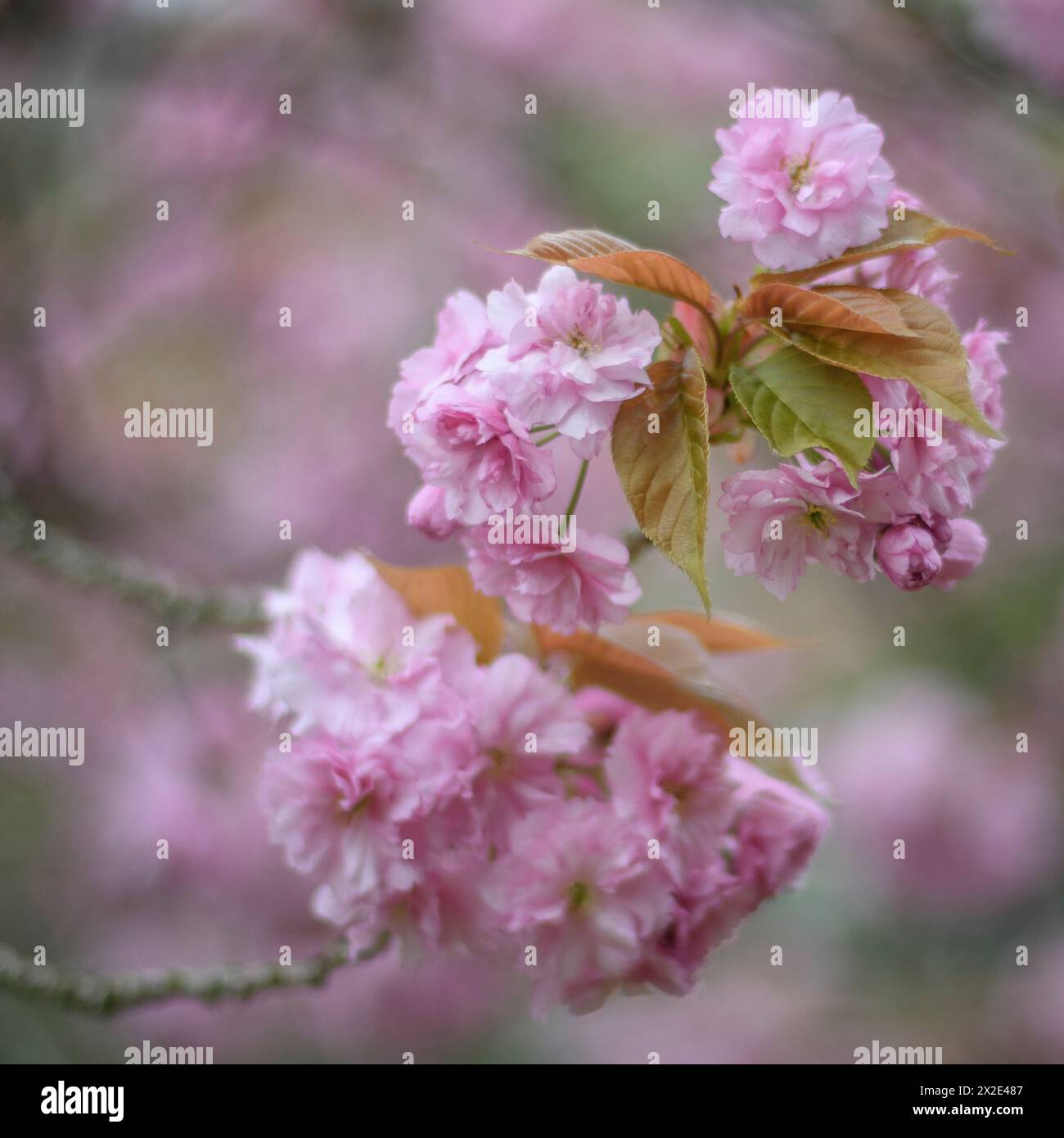 Rosafarbene Blüte des blühenden Kirschbaums (Prunus) Stockfoto