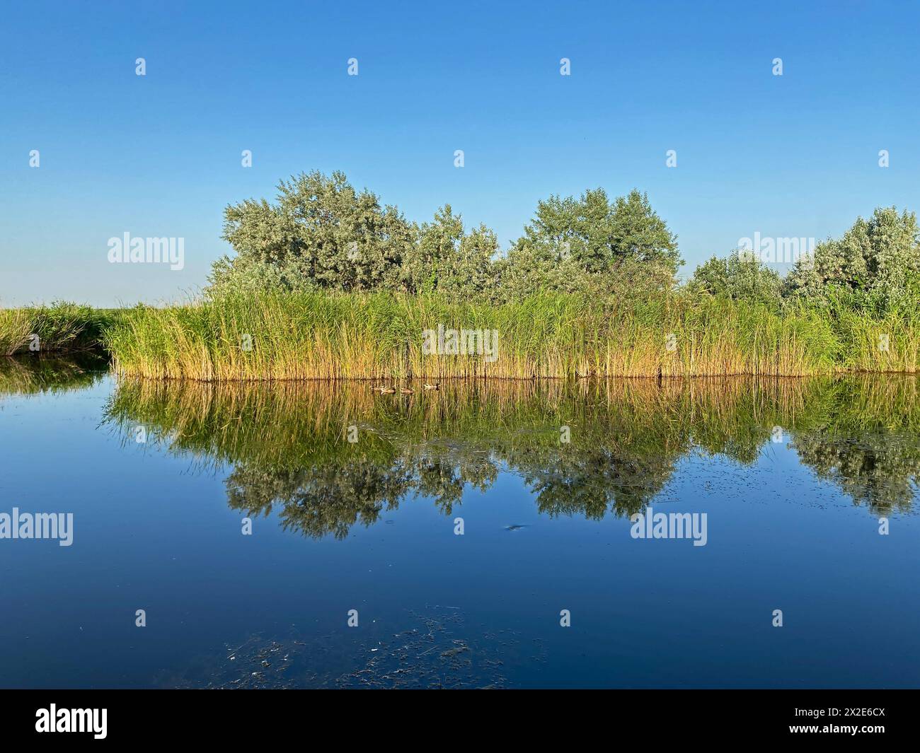 Grüner Wald am See im Spiegel der Wasserschönheit in der Natur. Stockfoto