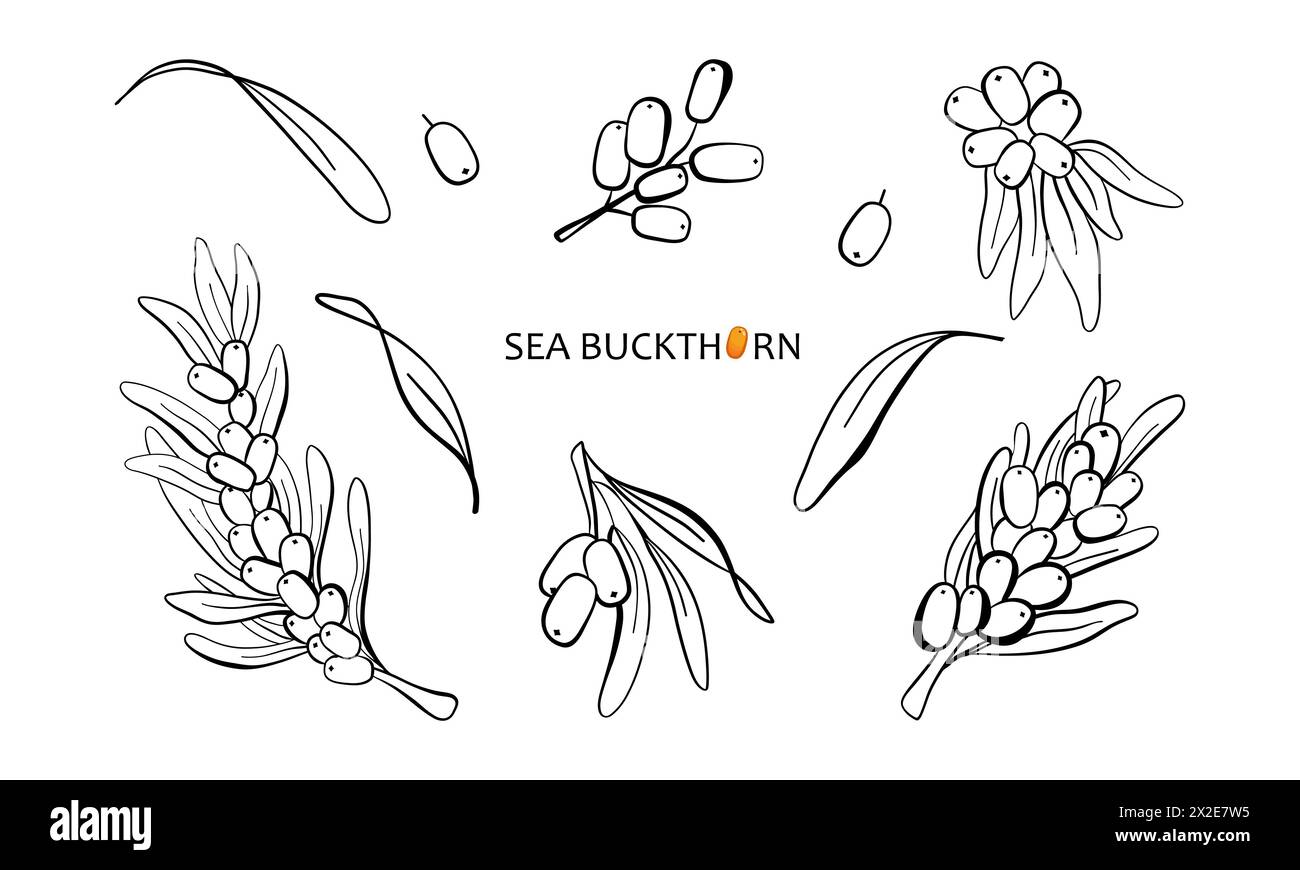 Set des Sanddorns. Skizze. Handgezeichnete Grafikelemente. Isoliert auf weißem Hintergrund. Für Einladung, Grußkarten, Hochzeit, Design. Jokersymbol b Stockfoto