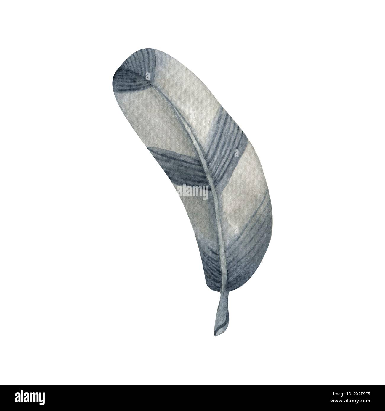 Aquarellfedern. Ein einzelnes Aquarellelement auf weißem Hintergrund. Für Einladungen, Geschenkkarten, Hochzeitsdesign, Aufkleber, Muster, Stoff und Druck Stockfoto