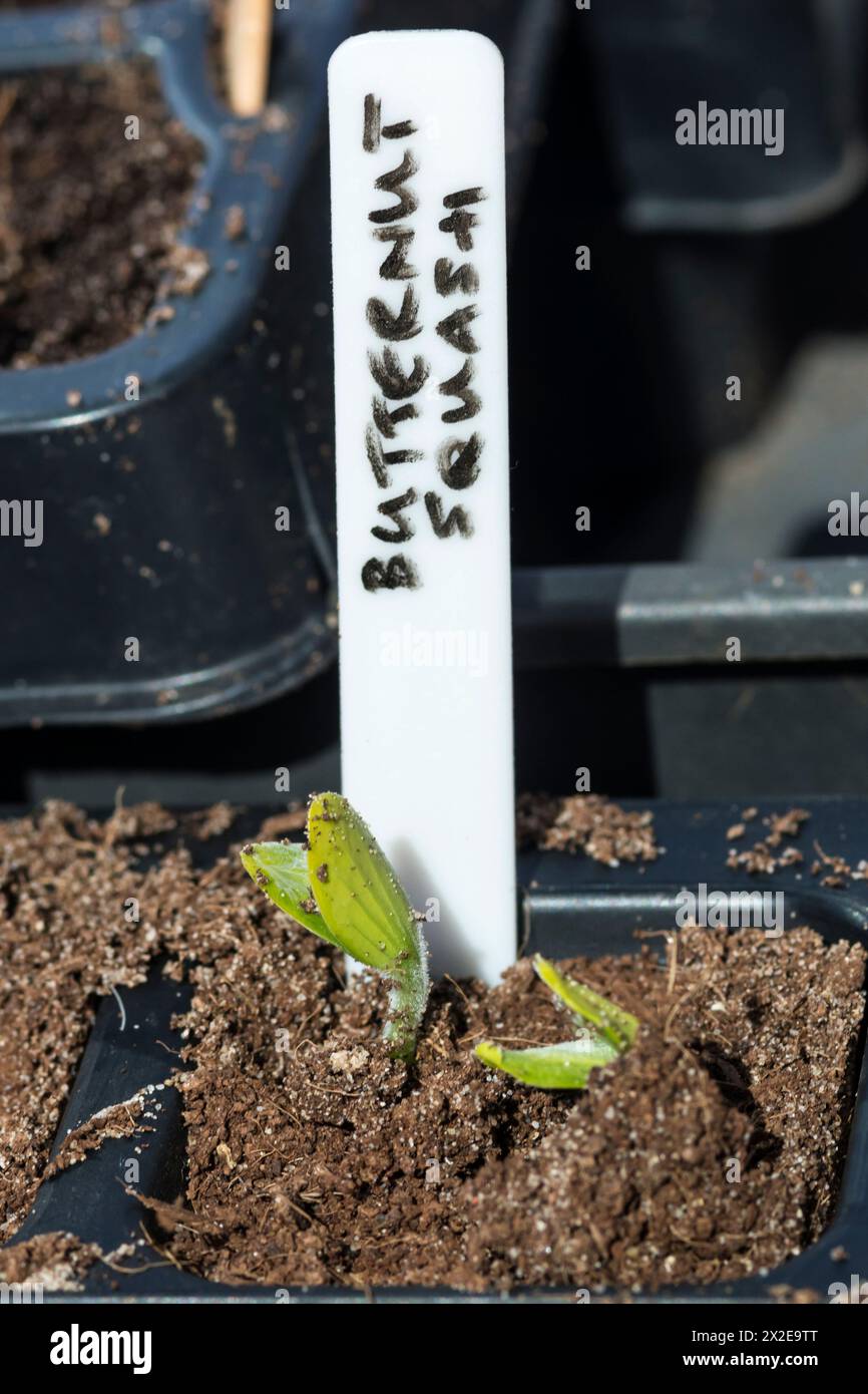Butternusskürbis 'Sweetmax' F1., Cucurbita moschata. Die ersten Triebe erscheinen in der Saatschale. Stockfoto