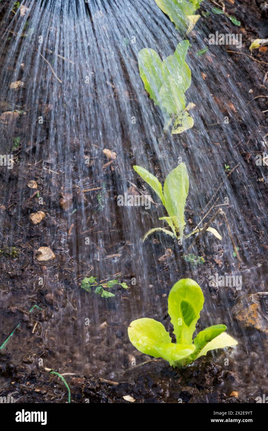 Gießen in frisch gepflanzten Salatpflanzen, Lactuca sativa, „Cut and Come Again“. Stockfoto