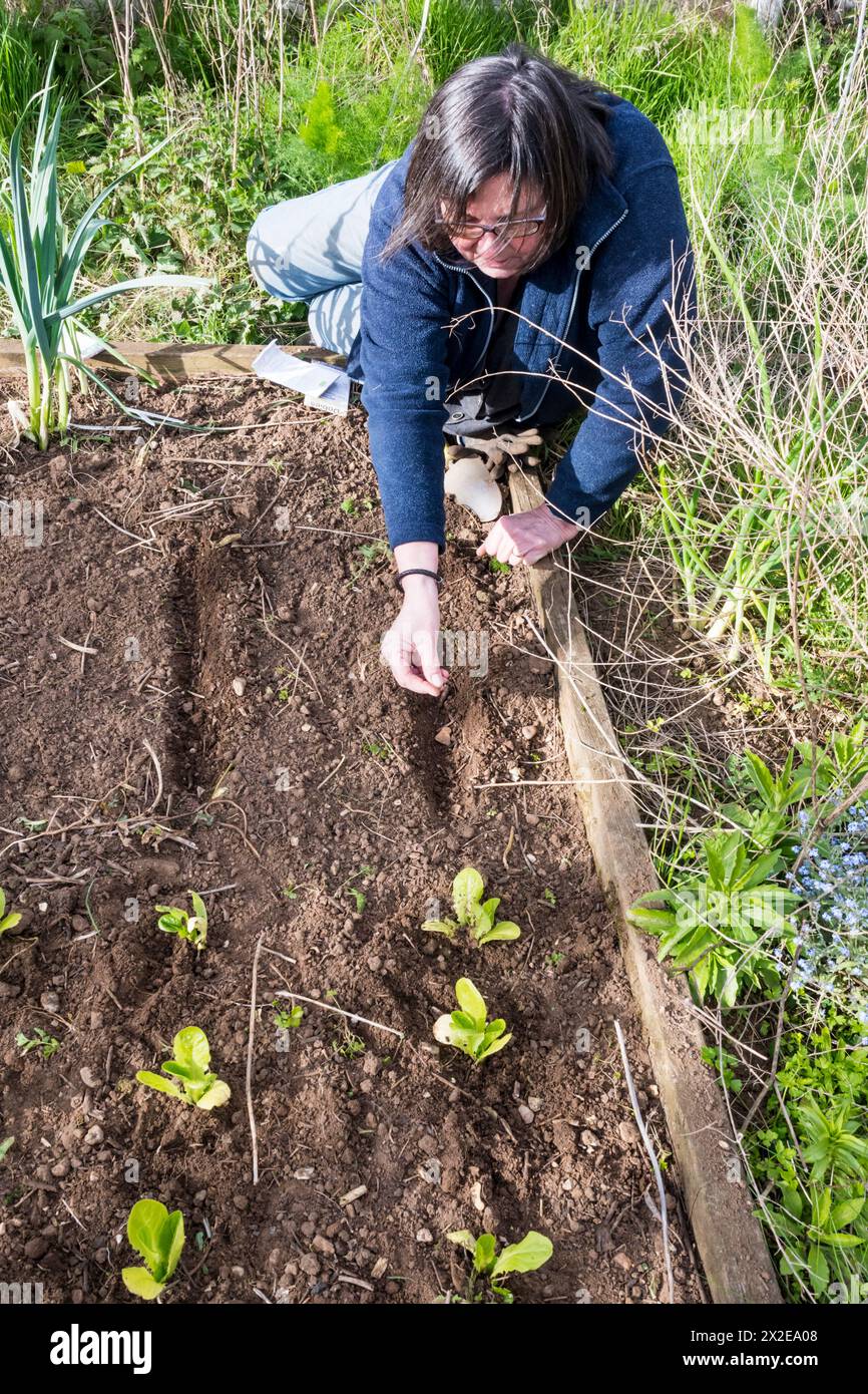 Frau pflanzt Karotten-Chantenay-Samen in ihrem Gemüsegarten oder in ihrem Kleingarten. Stockfoto