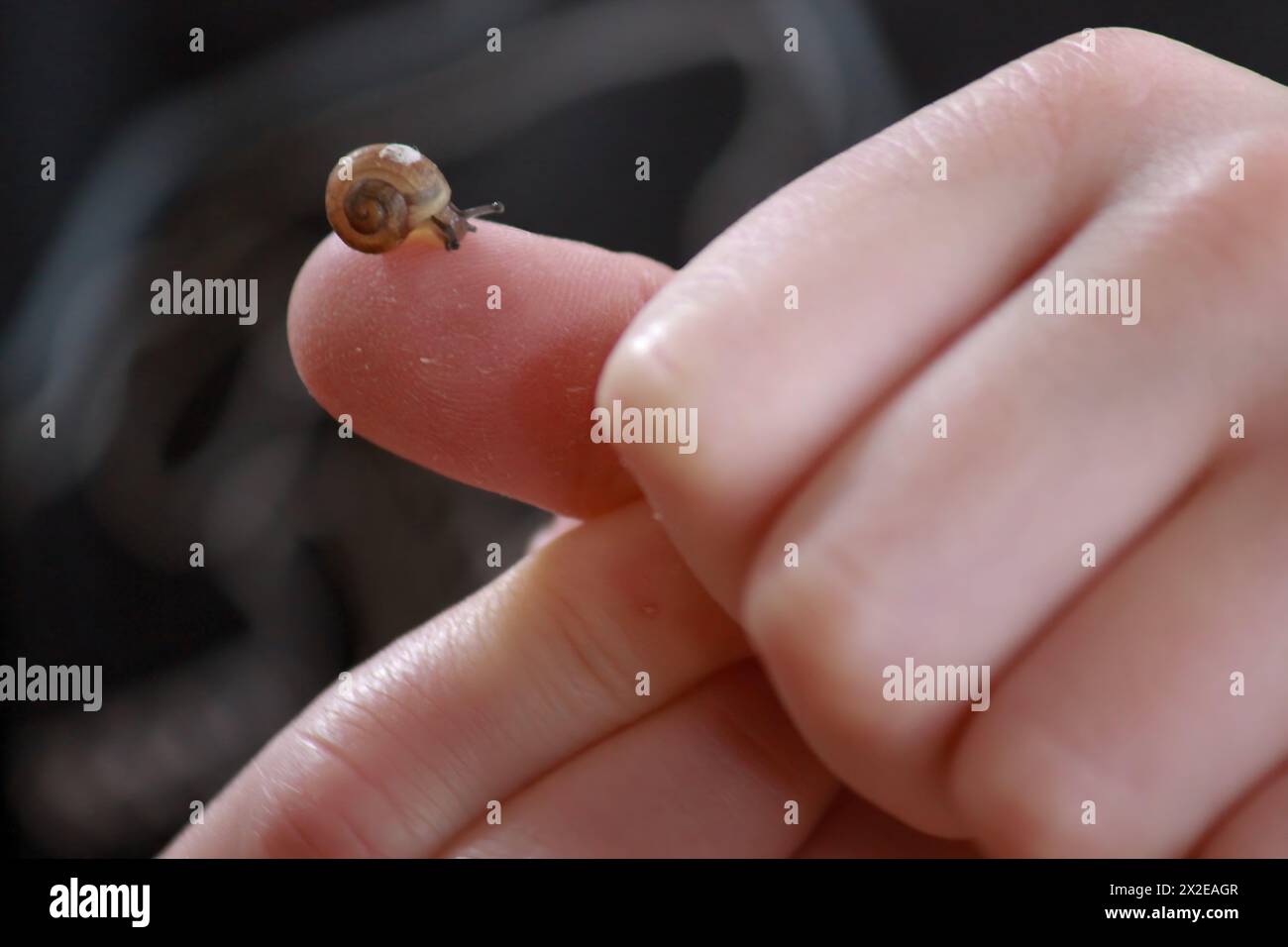 Zarte Schneckenforschung mit der Fingerspitze Stockfoto
