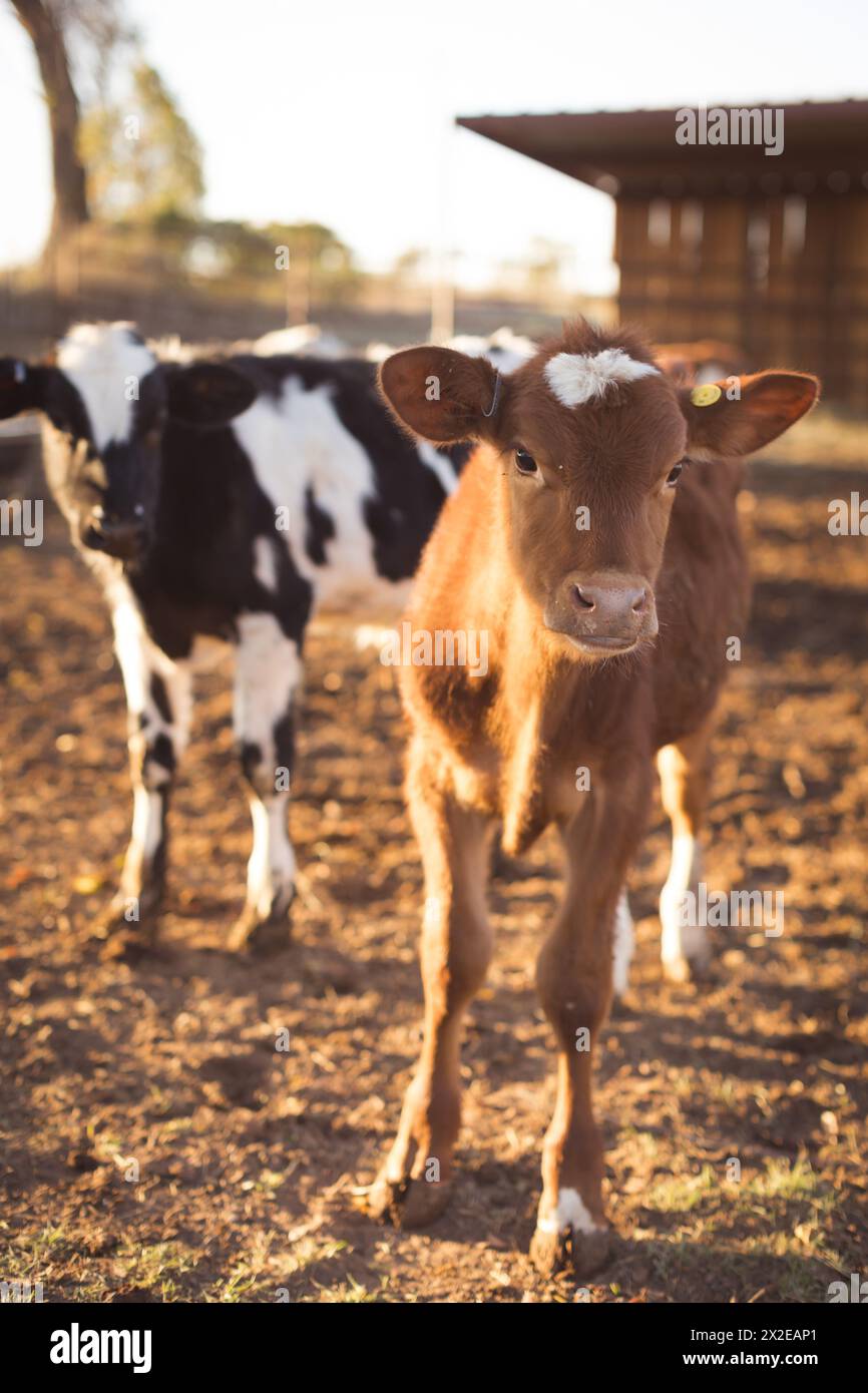 Niedliche rote Kalbskuh in Sonnenschein Stockfoto