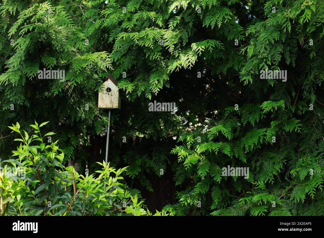 Vogelhaus umgeben von immergrünen Bäumen Stockfoto