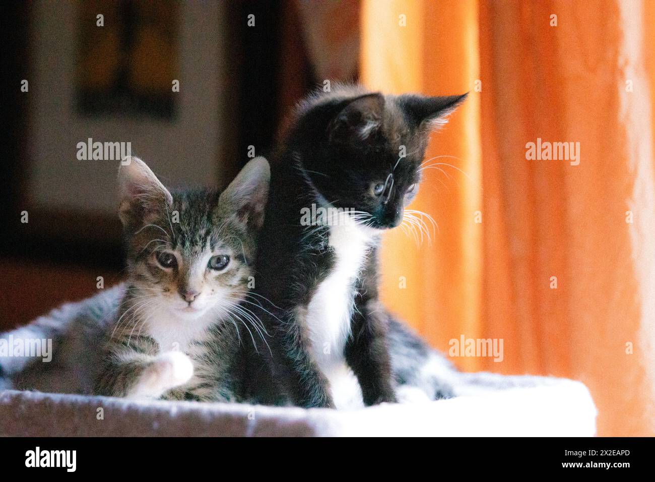 Zwei Kätzchen lehnen sich an, sehen süß, ruhig und ruhig aus Stockfoto