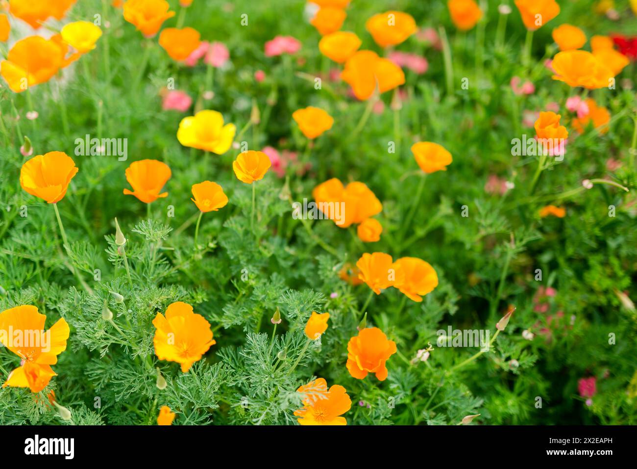 Leuchtende Mohnblumen blühen, ein Hauch von Frühlingsfarben Stockfoto