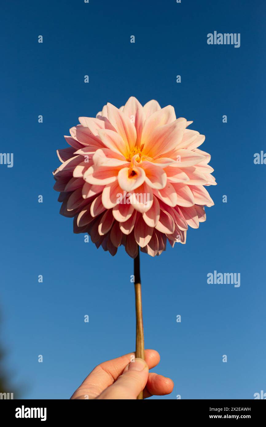 Eine Person, die eine rosa Dahlie und einen blauen Himmel hält Stockfoto