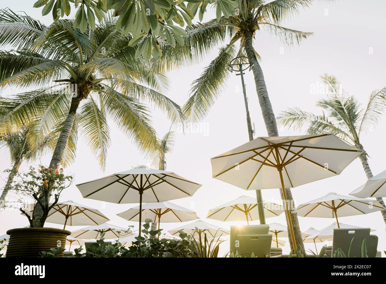 Strand mit hohen Palmen und Liegestühlen unter weißen Sonnenschirmen bei Sonnenuntergang Stockfoto