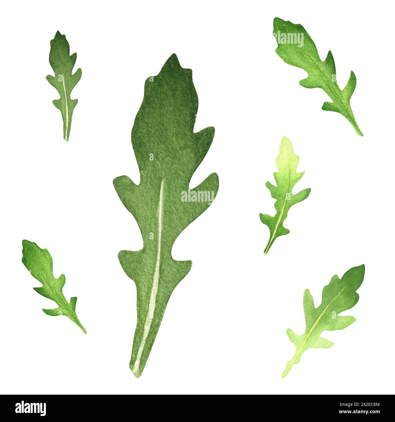 Satz Blätter Aquarell Rucola. Vektor lackiert. Illustration Superfood auf weißem Hintergrund. Stockfoto