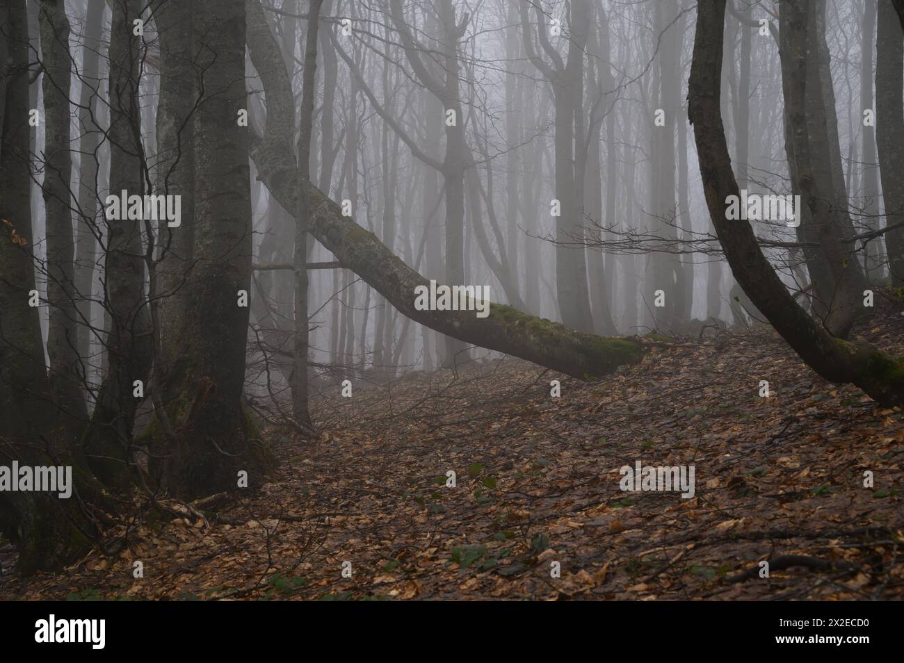 Bieszczady Nationalpark in Südpolen. Buchen werden am 21. April 2024 im Wald des Bieszczady-Nationalparks im Verwaltungsbezirk Lutowiska des Komitats Bieszczady in Polen von Nebel umgeben. Der Bieszczady-Nationalpark ist der drittgrößte Nationalpark Polens in der Woiwodschaft Unterkarpaten im Südosten des Landes. 2021 wurde der Nationalpark zum UNESCO-Weltkulturerbe als Erweiterung der antiken Buchenwälder und Buchenurwälder der Karpaten und anderer Regionen Europas. Ustrzyki Gorne Lutowiska Polen Copyright: XAleksanderxKal Stockfoto