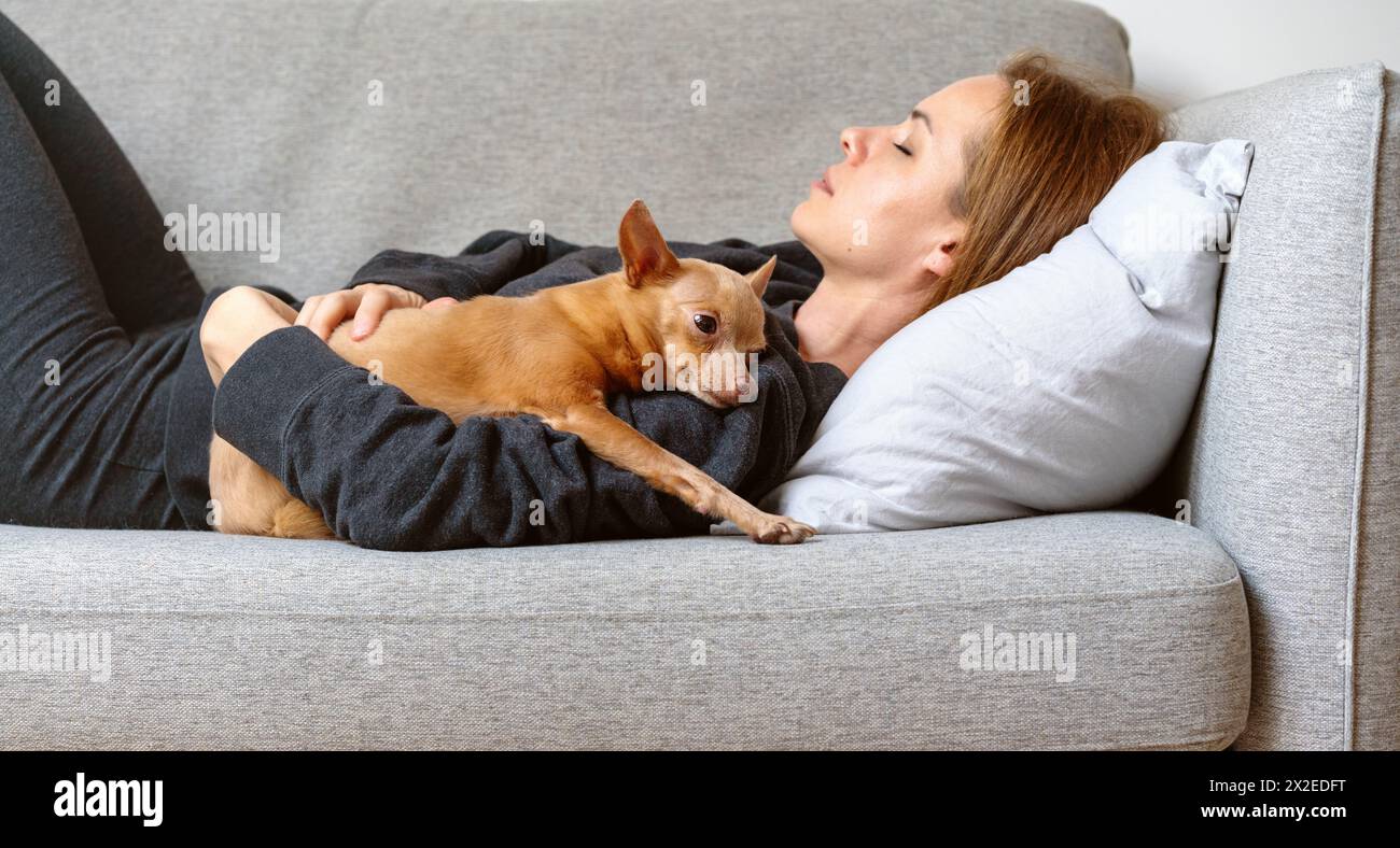 Kleiner Toy Terrier Hund, der neben dem schlafenden Besitzer auf dem Sofa zu Hause liegt. Haustiere und Besitzer, Zweisamkeit, echtes Leben. Haustier-Adoption. Stockfoto
