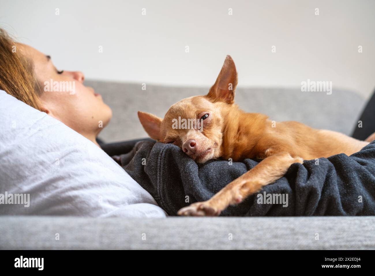 PET-Alterungsprozess. Der alte Toy Terrier-Hund liegt auf dem schlafenden Besitzer. Zweisamkeit und Liebe zu Haustieren. Stockfoto