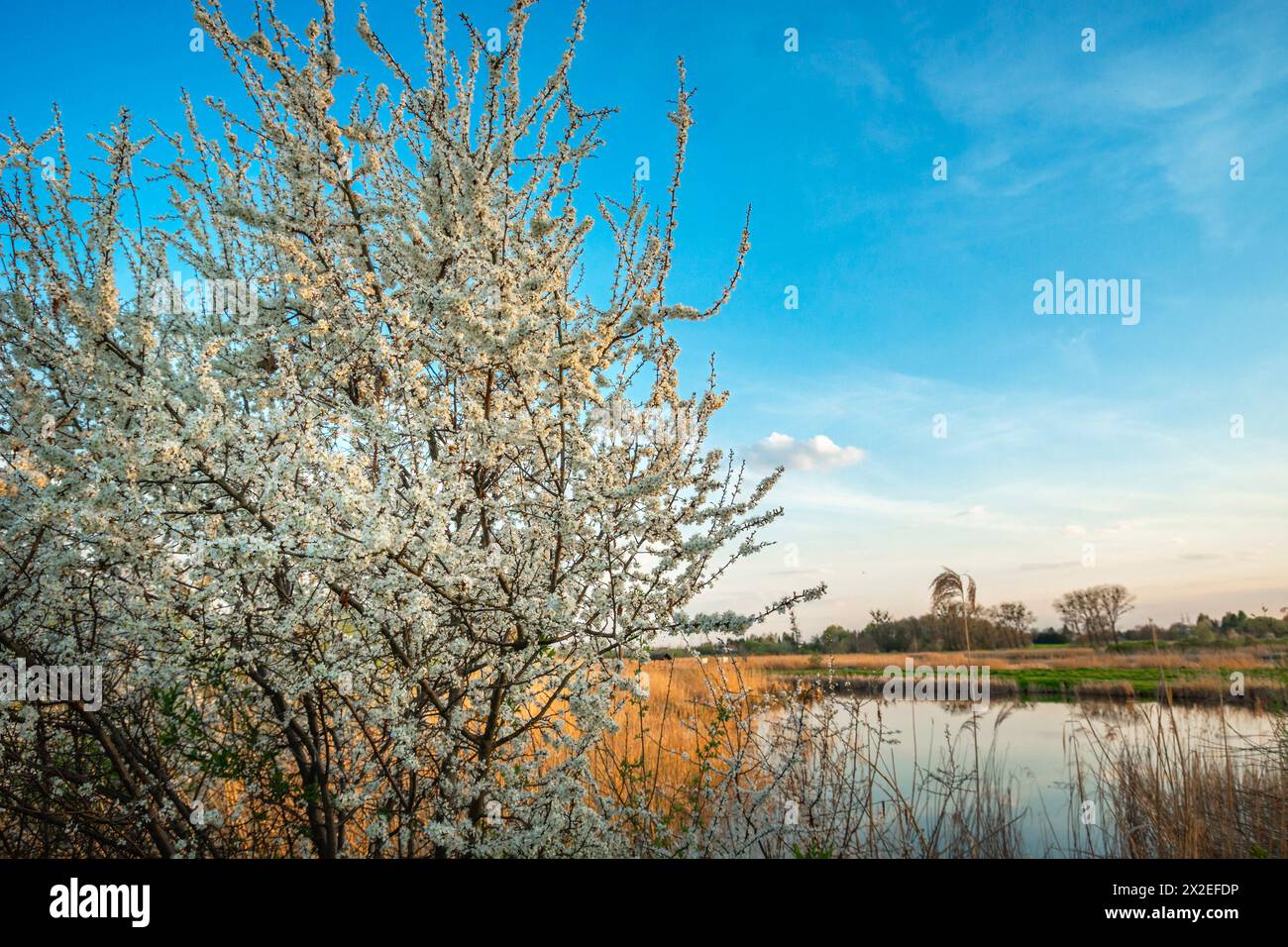 Ein weißer blühender Baum neben dem Teich, Blick auf den Frühlingsabend Stockfoto