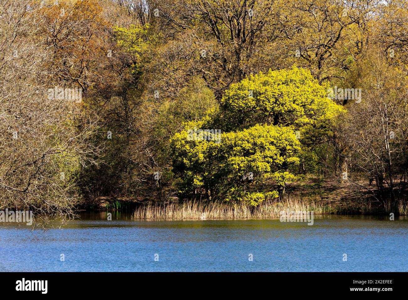 Spring Time Oak Tree Green in Cannop Ponds Spring, Forest of Dean, Gloucestershire. Stockfoto