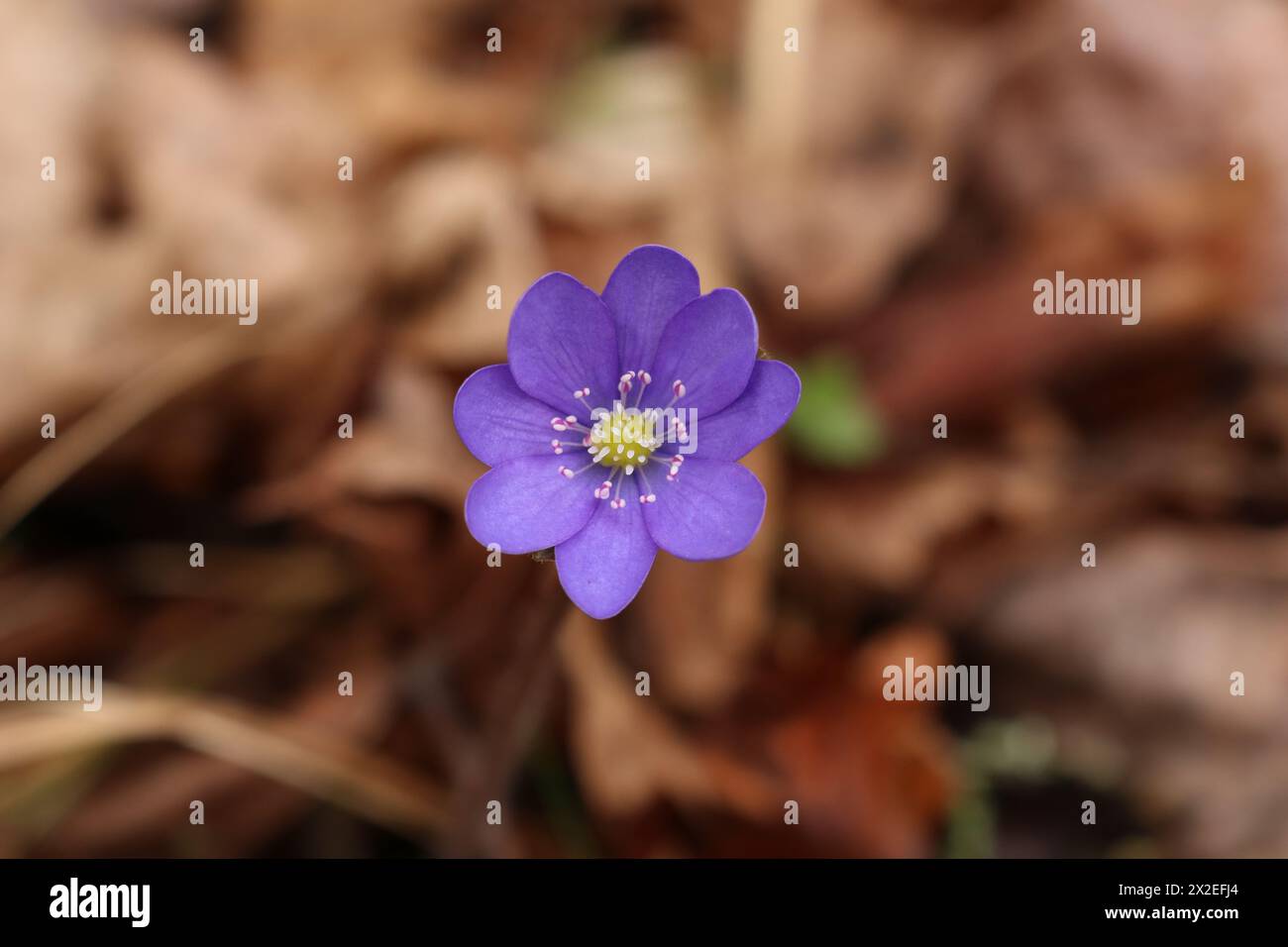 Hepatica im April Stockfoto