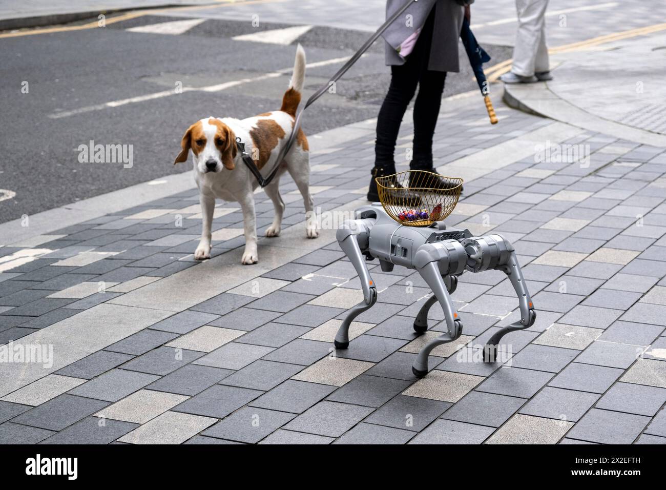 Studenten einer lokalen Universität zeigen ihren Roboterhund Passanten, die am 10. April 2024 in London, Großbritannien, mit vorbeifahrenden Hunden interagieren, die sehr neugierig sind. Stockfoto