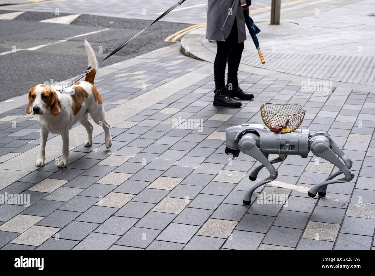 Studenten einer lokalen Universität zeigen ihren Roboterhund Passanten, die am 10. April 2024 in London, Großbritannien, mit vorbeifahrenden Hunden interagieren, die sehr neugierig sind. Stockfoto