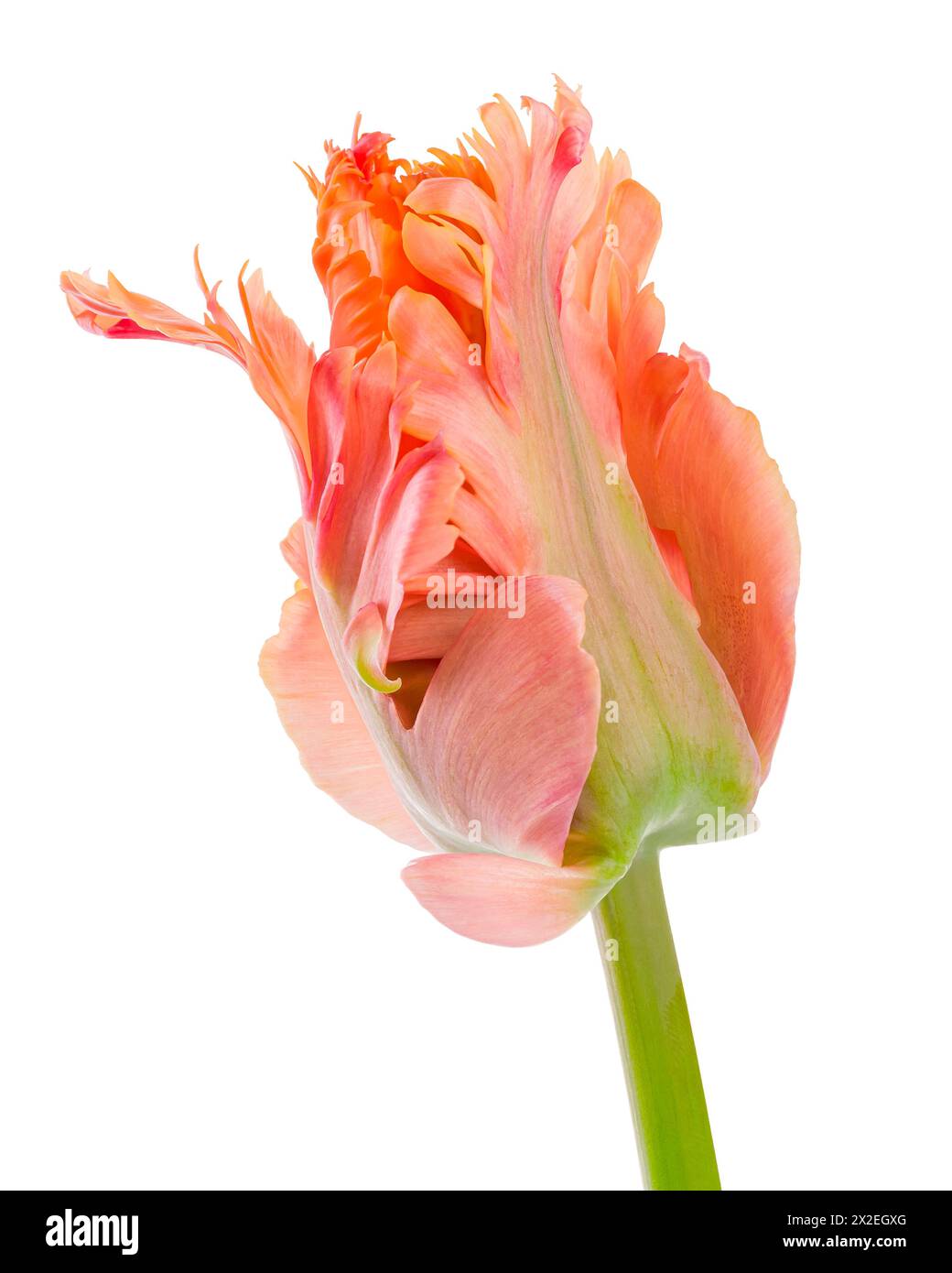 Fantastischer Papagei. Papageientulpe geschlossener Blumenkopf isoliert auf weißem Hintergrund. Spezielle Tulpe. Stockfoto