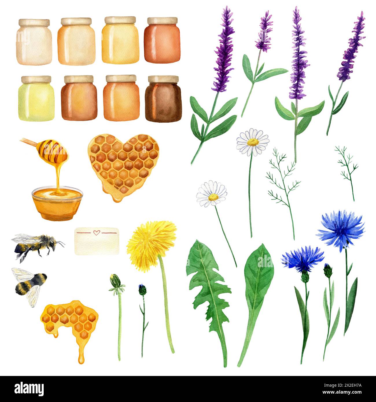 Honigset, Biene, Wabenform, Feldkräuter, Blumen, Pot, Honigherz, Löwenzahn, Salbei. Handgezeichnete Aquarellillustration isoliert auf weißem Hintergrund. Stockfoto