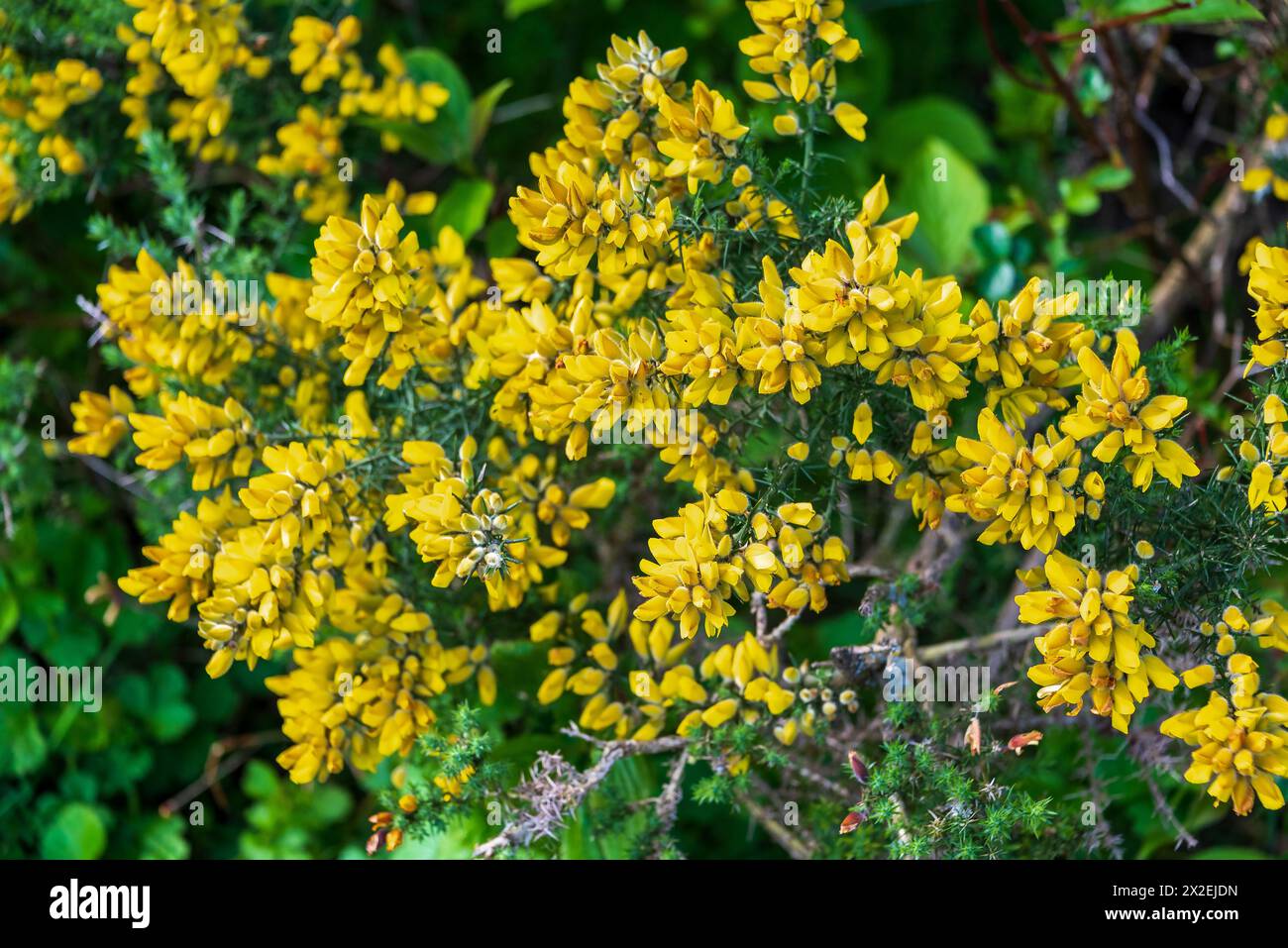 Leuchtend gelbe Gorse-Blüten. Dornstrauch immergrün Stockfoto