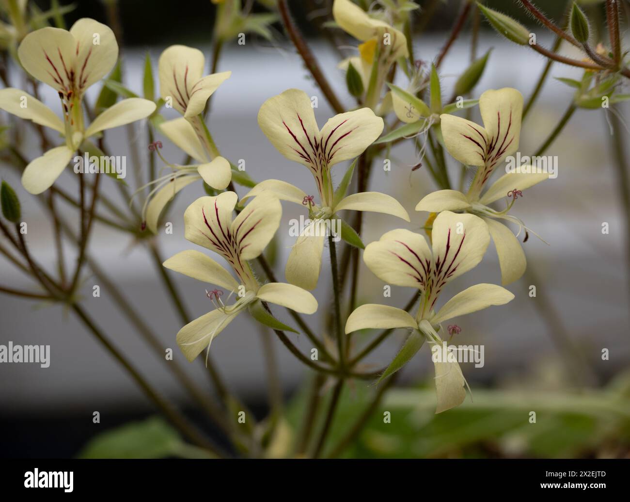 Pelargonium oblongatum Stockfoto