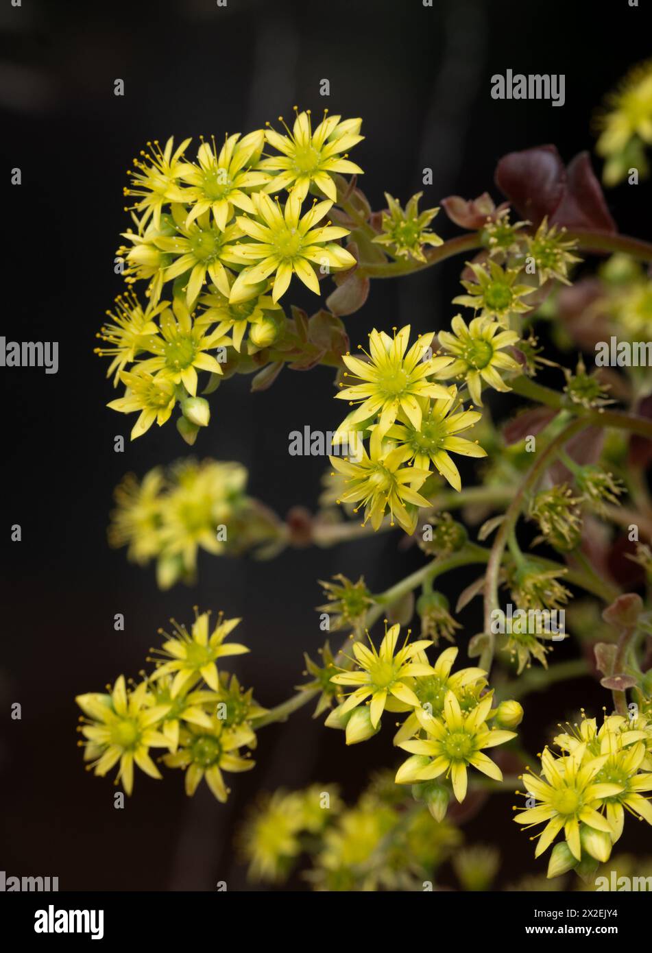 Aeonium Arboreum Atropurpureum Stockfoto