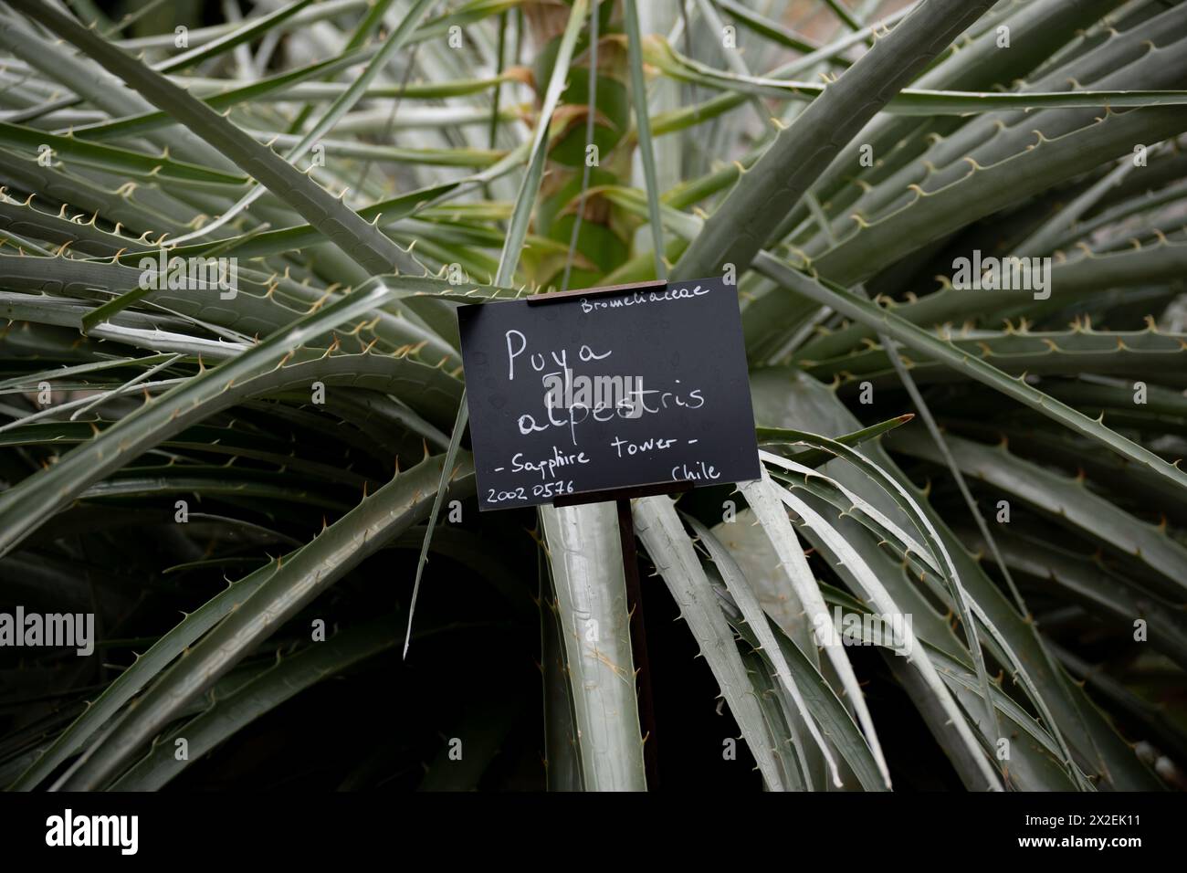 Puya alpestris (Saphir-Turm) Stockfoto