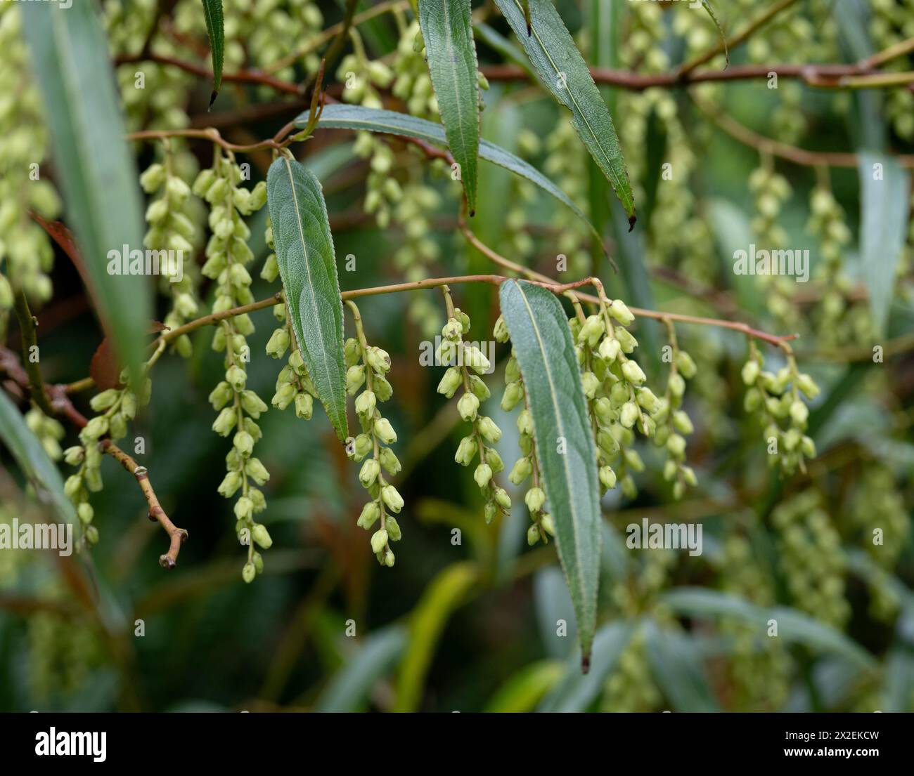 Stachyurus salicifolius Stockfoto