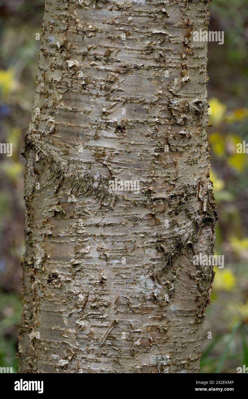 Betula alleghaniensis (gelbe Birke oder Sumpfbirke) Rinde. Stockfoto
