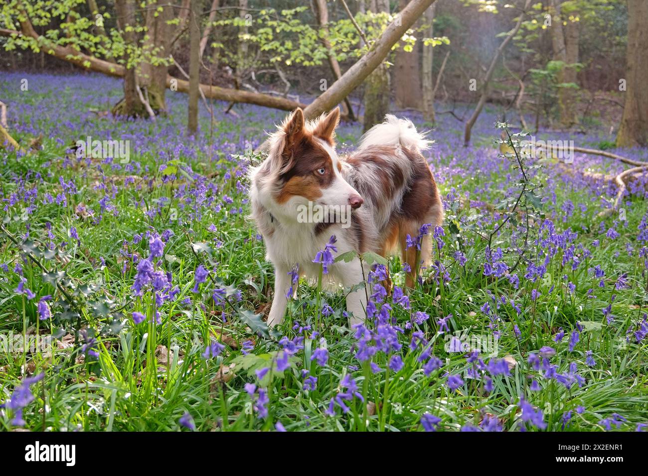 Ein dreiroter merle-Collie, der in einem Wald mit Glockenblöcken steht. Stockfoto