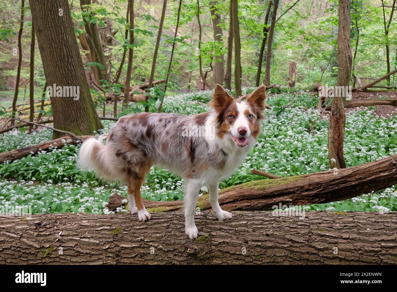 Ein dreiroter merle-Collie, der auf einem Baumstamm im Wald steht und mit weißen Blüten von wildem Knoblauch gefüllt ist. Stockfoto