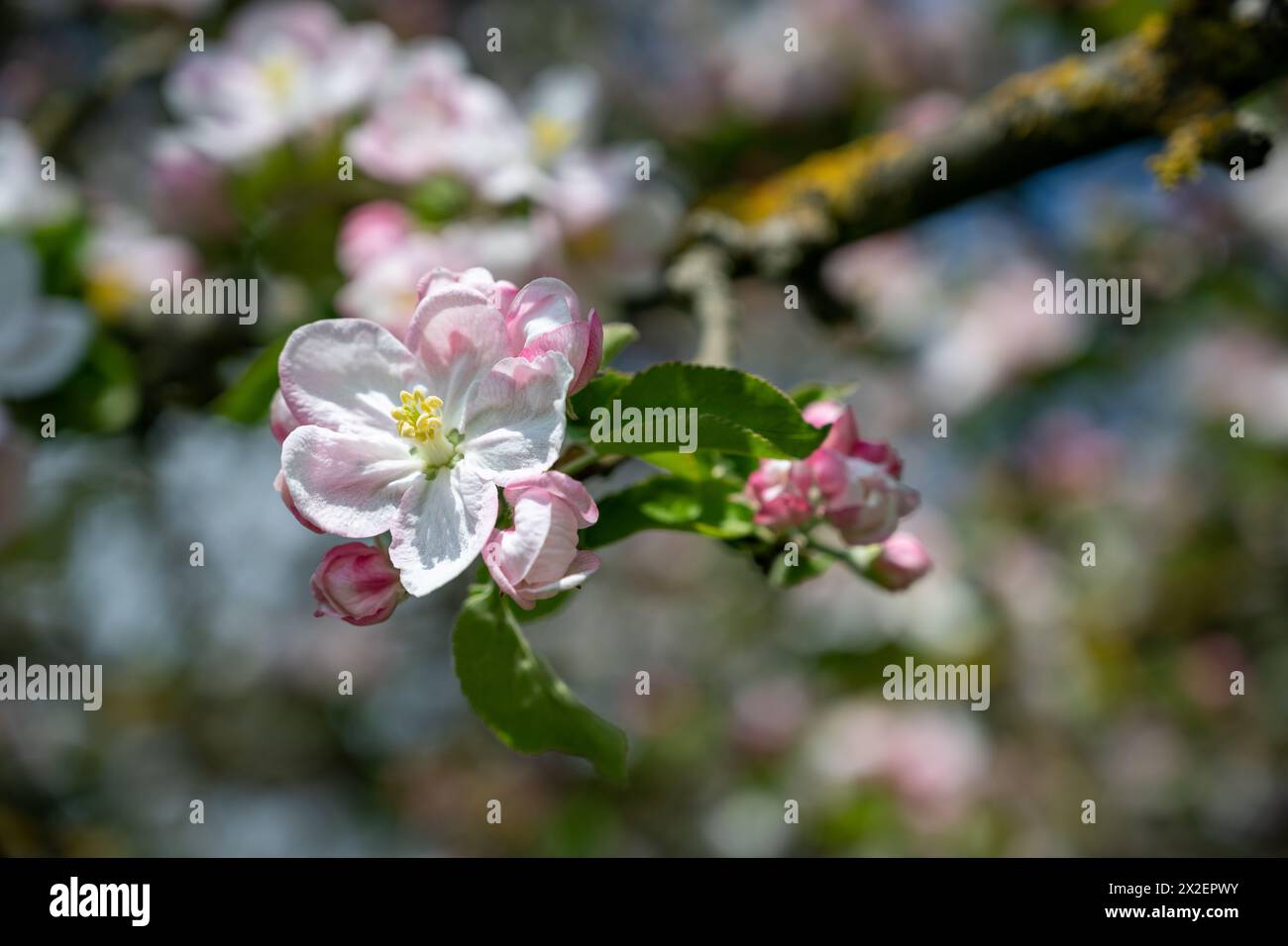 Botanik, VORSICHT! FÜR DIE VERWENDUNG VON GREETINGCARD/POSTKARTEN IN DEUTSCHSPRACHIGEN LÄNDERN GELTEN MÖGLICHERWEISE BESTIMMTE EINSCHRÄNKUNGEN Stockfoto