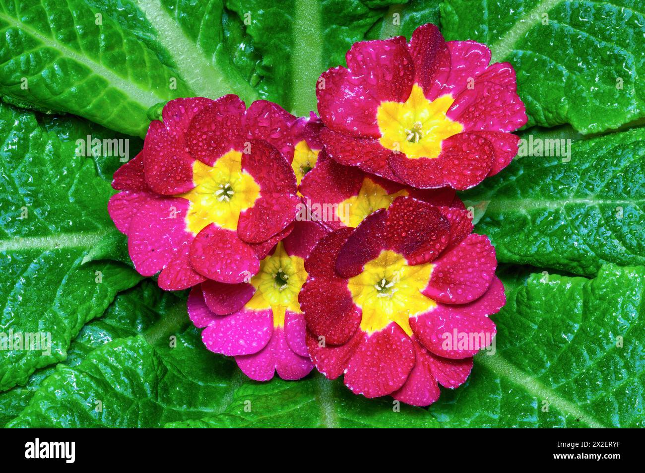 Primrosenblume oder gewöhnliche Primrose, Makro Stockfoto