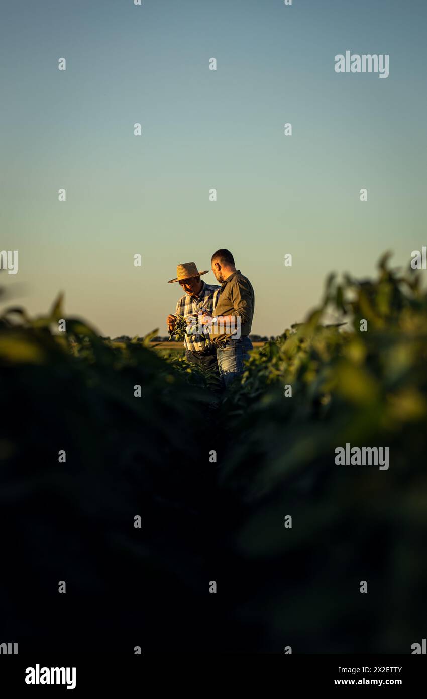 Zwei Bauern auf einem Feld, die bei Sonnenuntergang den Sojaanbau untersuchen. Stockfoto