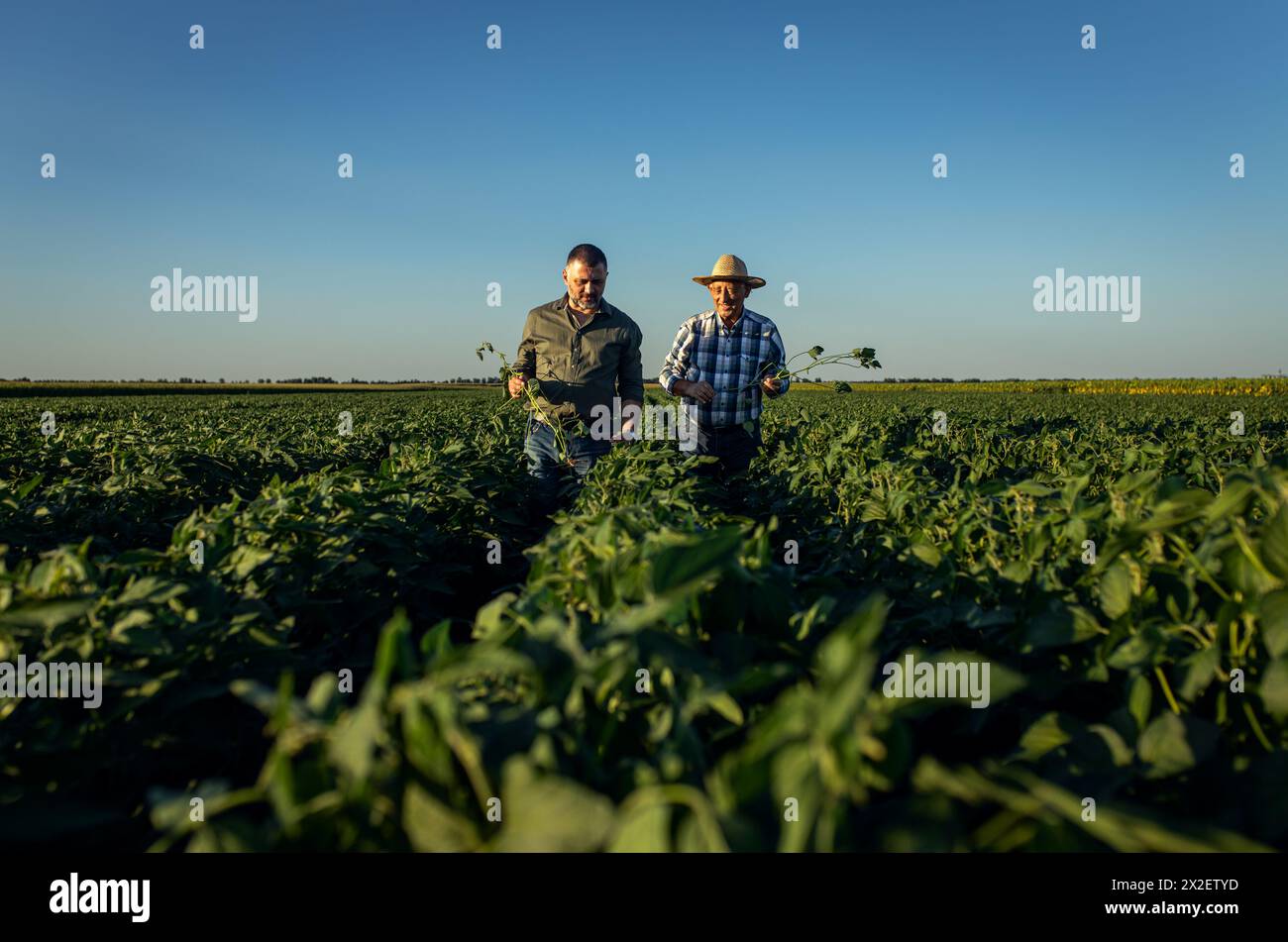 Zwei Bauern auf einem Feld, das Sojabohnenanbau untersucht. Stockfoto