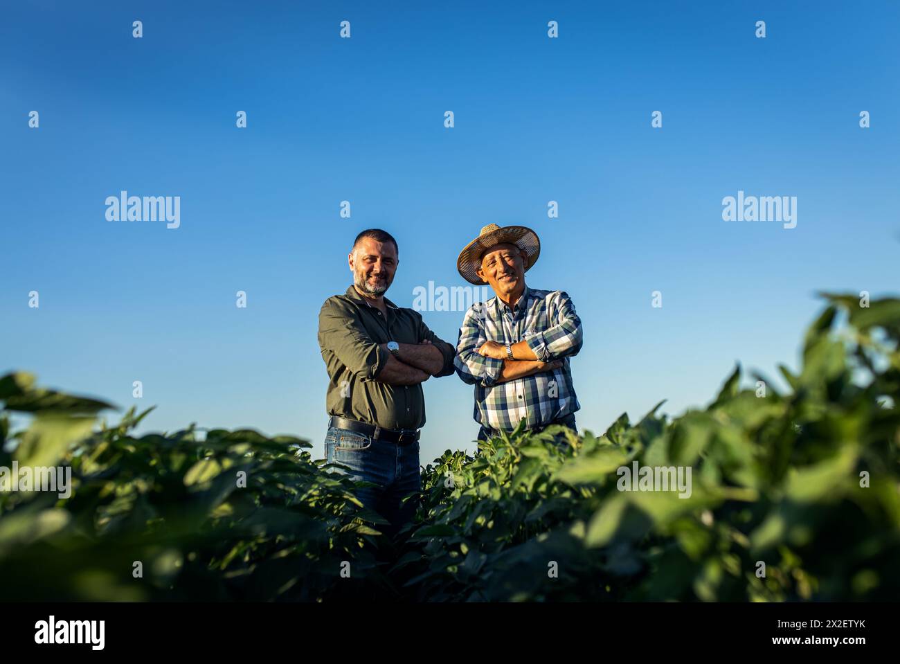 Porträt zweier Bauern auf einem Feld, das Sojaanbau untersucht. Stockfoto