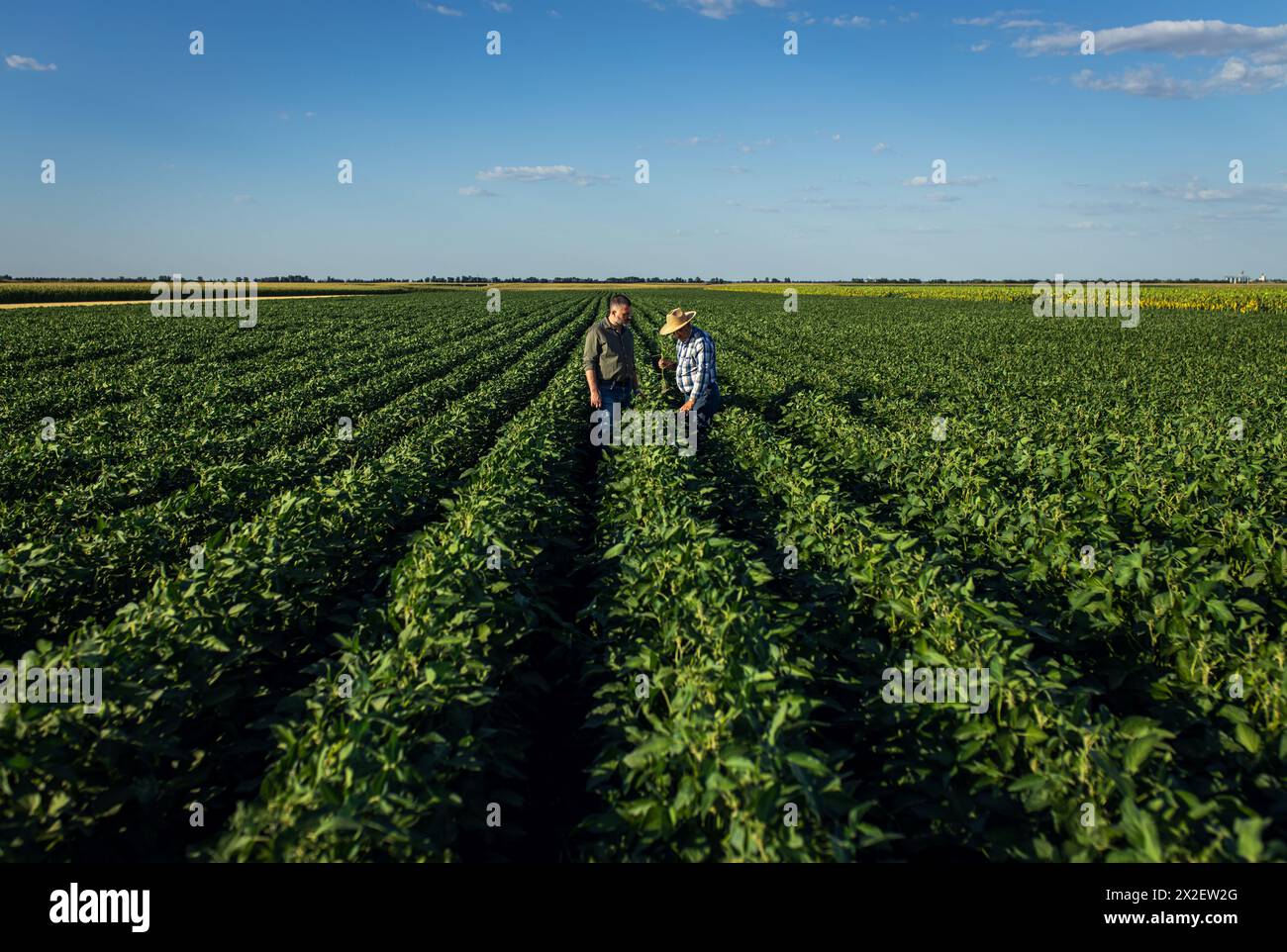Zwei Bauern auf einem Feld, das Sojabohnenanbau untersucht. Stockfoto