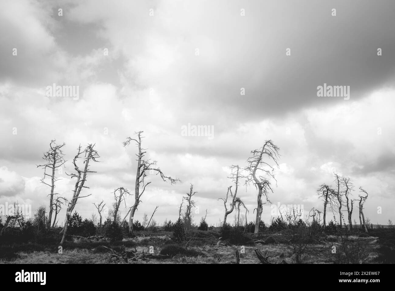 Hohes Venn Noir Flohay hohes Venn, Belgien, 21.04.2024: Reisereportage, das hohe Venn ist eine grenzübergreifende, schildförmig gewölbte Hochfläche in Stockfoto