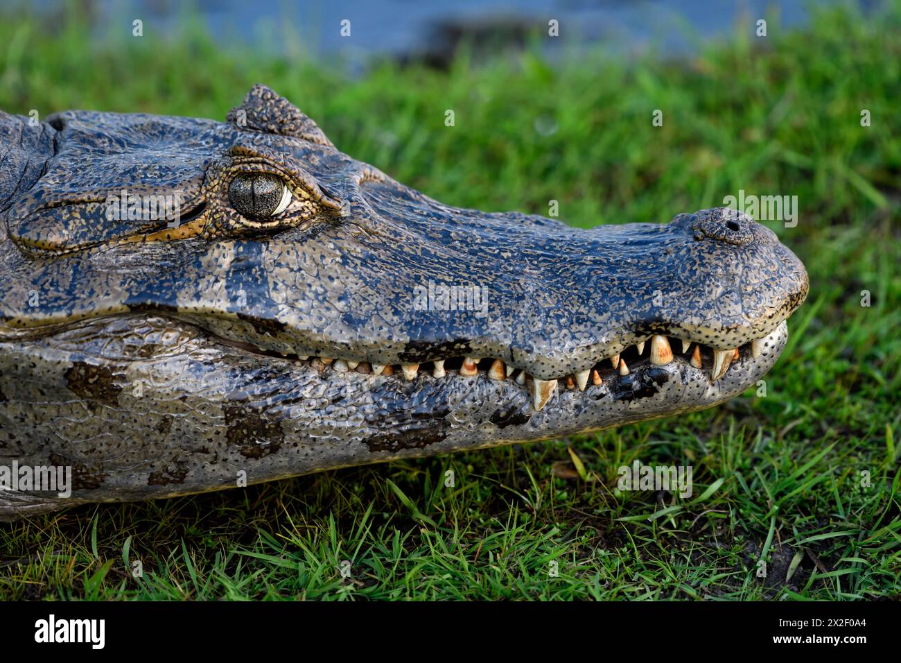 Zoologie, Reptil (Reptilia), brauner Kaiman (Caiman yacare oder Caiman crocodilus yacara), ADDITIONAL-RIGHTS-CLEARANCE-INFO-NOT-AVAILABLE Stockfoto