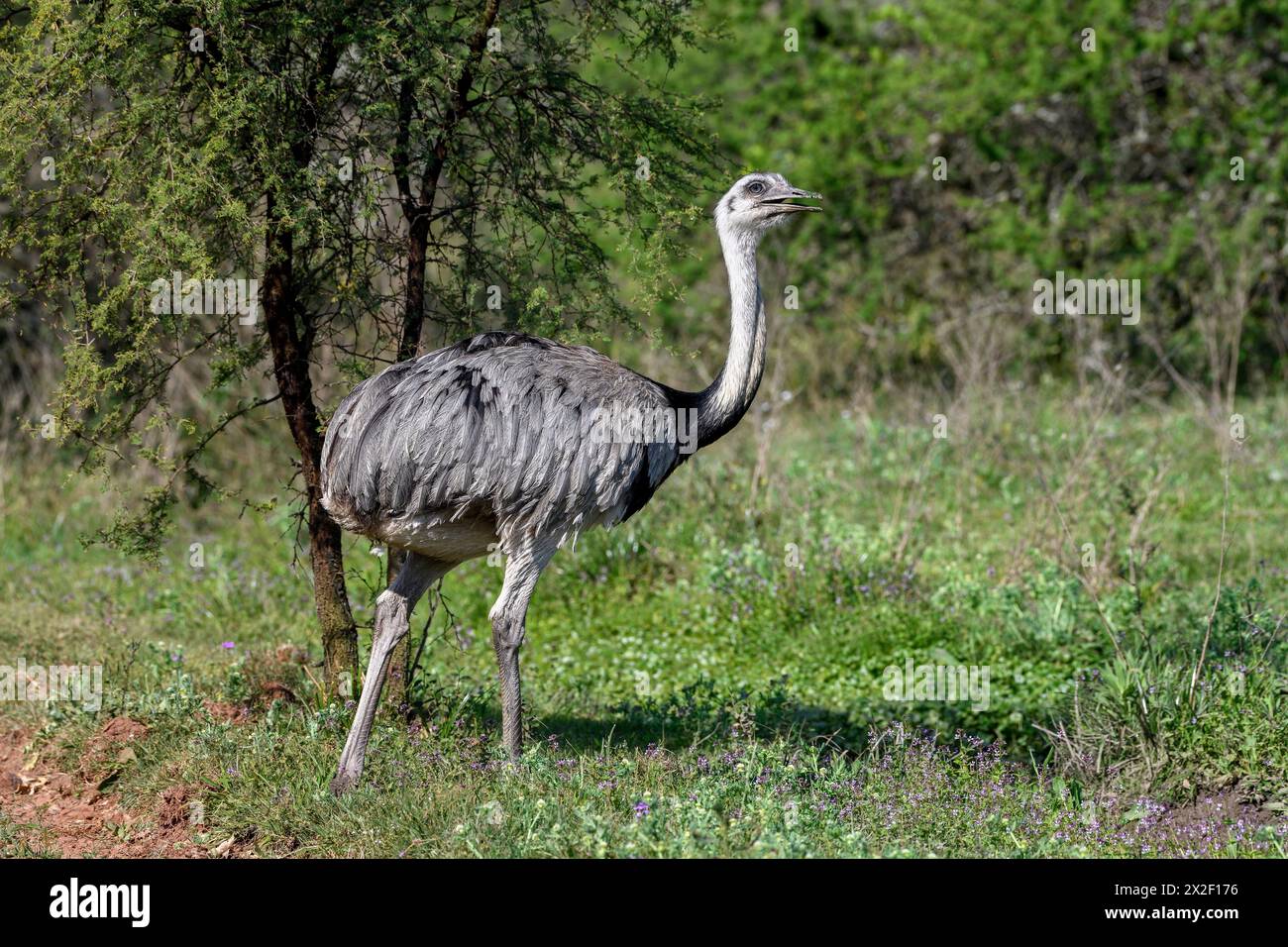 Zoologie, Vögel (Aves), Großraum Rhea (Rhea Americana), Estancia El Socorro, ADDITIONAL-RIGHTS-CLEARANCE-INFO-NOT-AVAILABLE Stockfoto