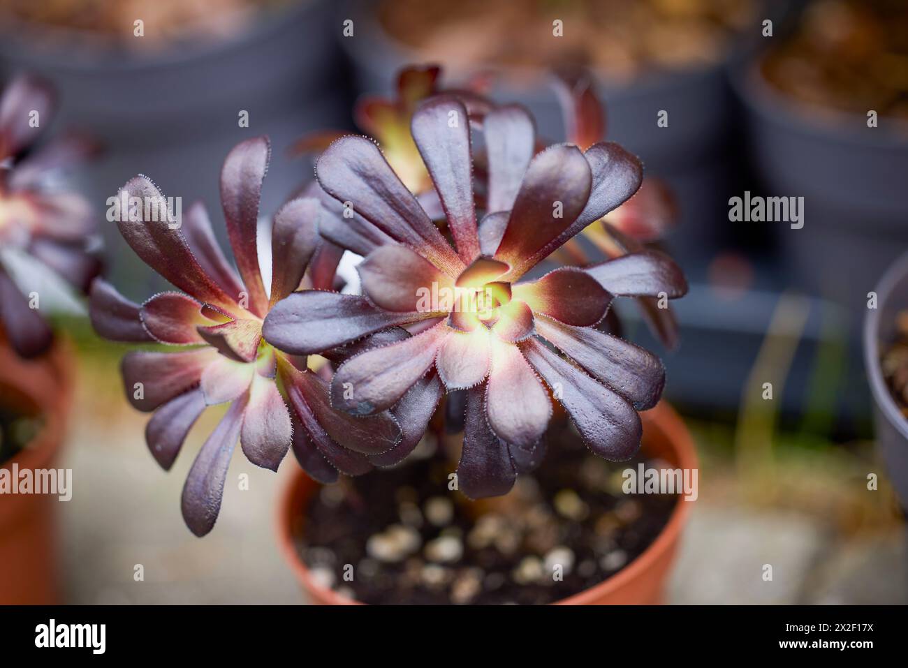 Close up Cacti und Sukkulenten aus einer Pflanzenausstellung. Stockfoto