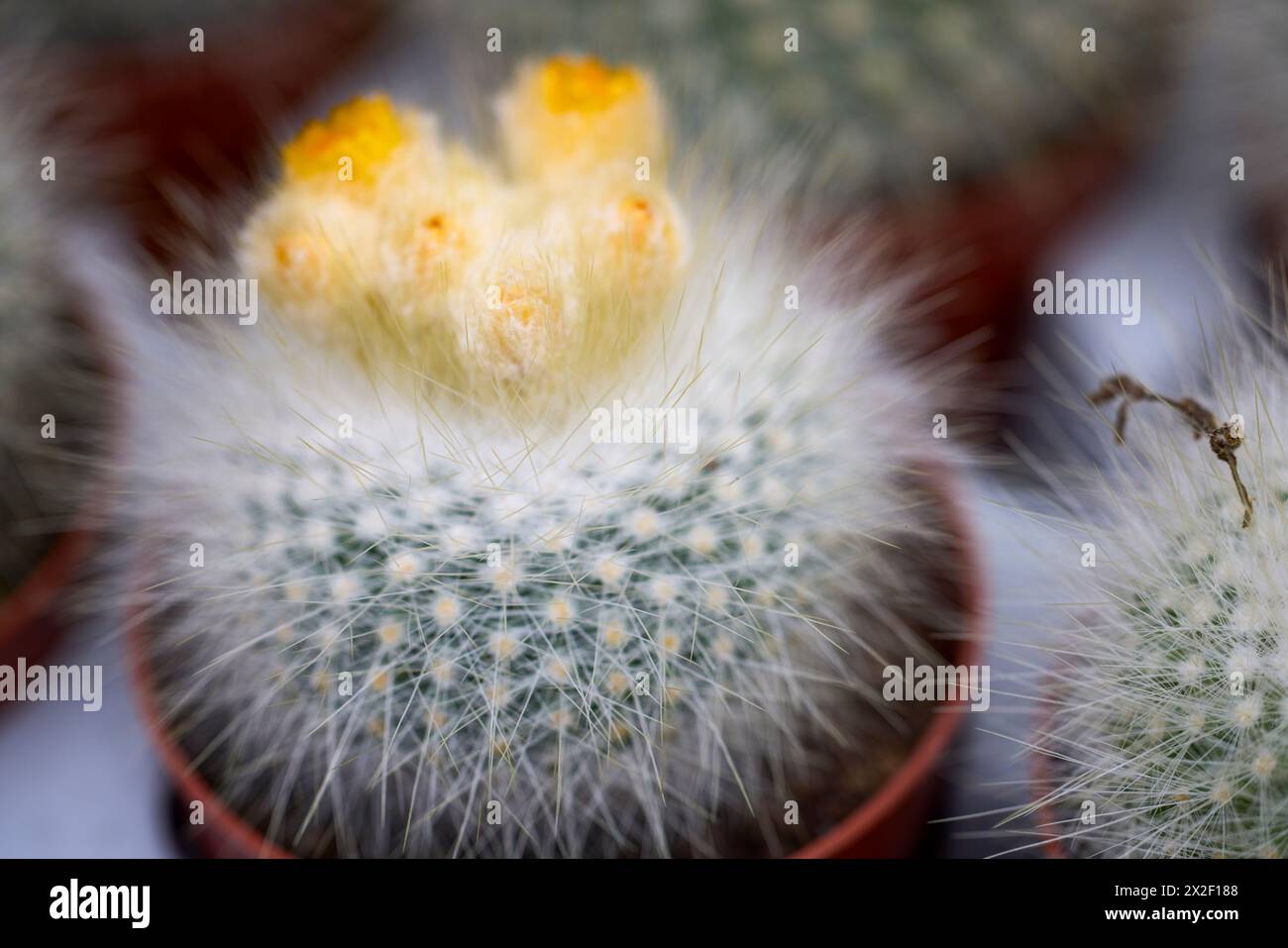 Close up Cacti und Sukkulenten aus einer Pflanzenausstellung. Stockfoto