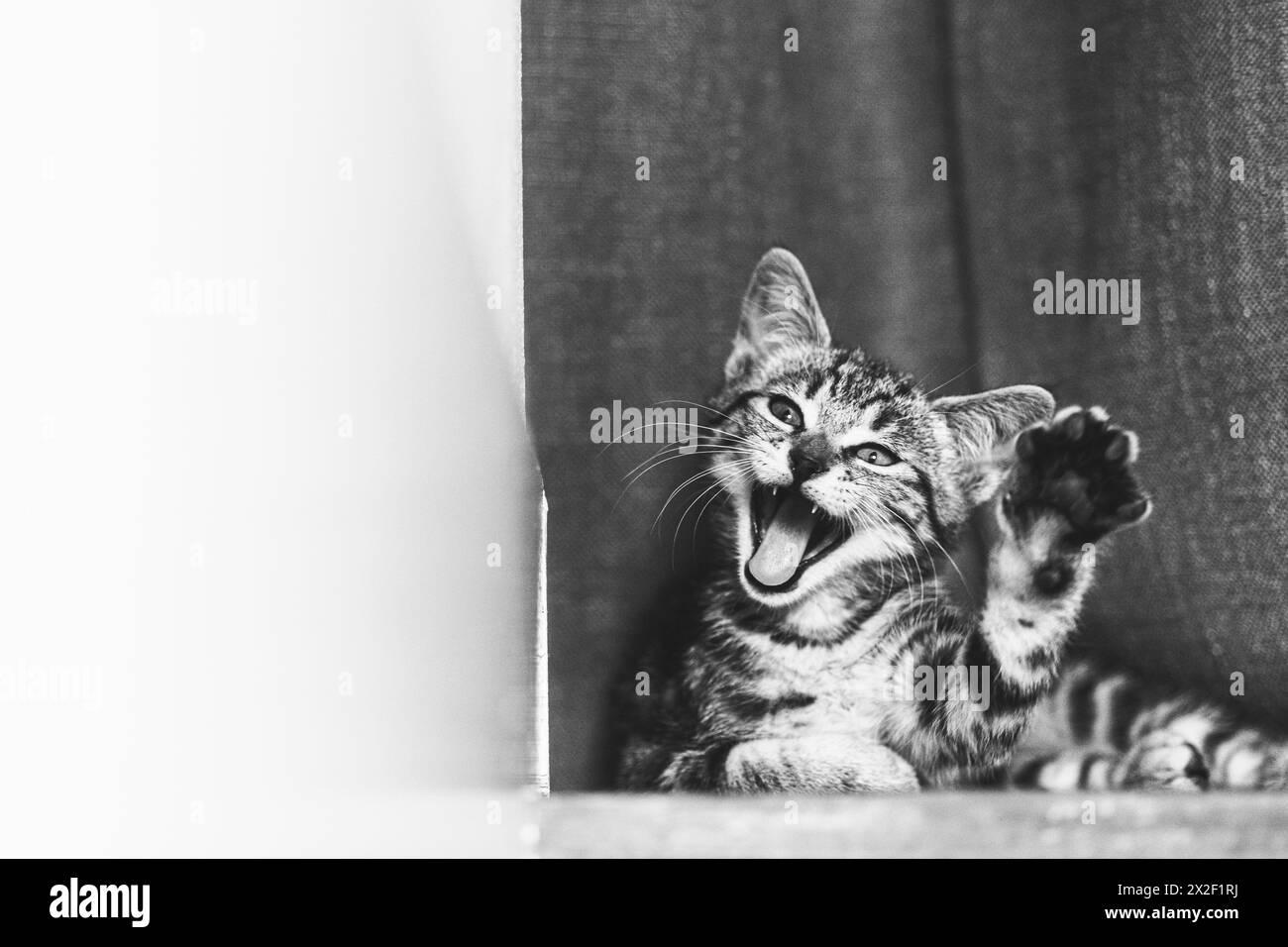 Lustiges Porträt eines niedlichen grauen Tabby-Kätzchens, das gähnt Stockfoto