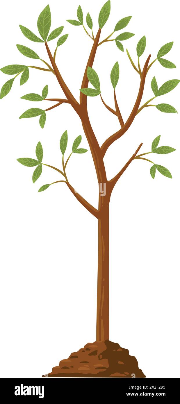 Baum wachsen. Pflanzenwachstum vom Samen bis zum Setzling mit grünem Blatt. Stadien des Sämlings und des wachsenden Baumes im Boden. Vektorkonzept für den Gartenprozess. Eco Stock Vektor