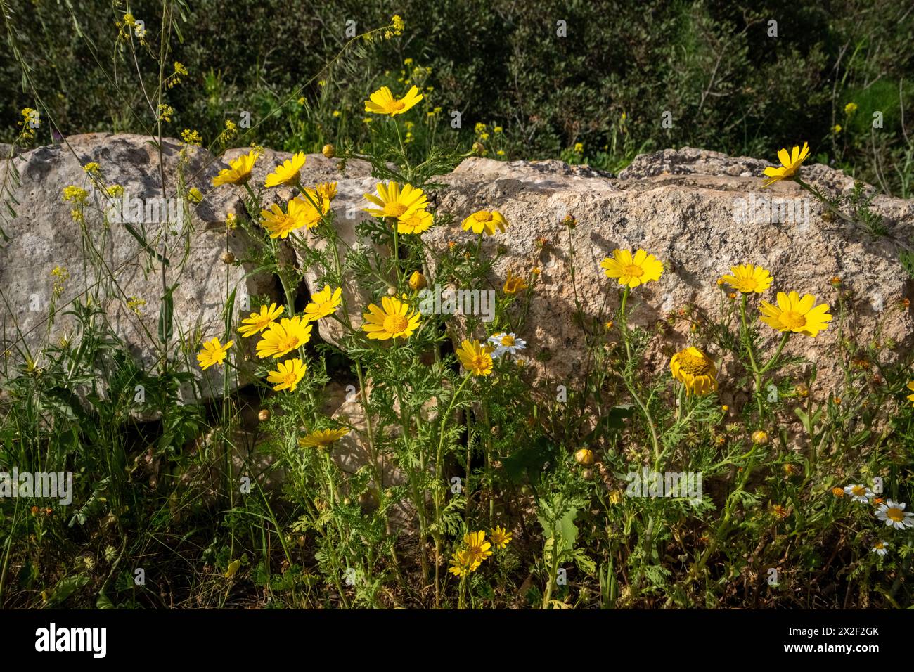 Glebionis coronaria, früher auch Chrysanthemum coronarium genannt, ist eine blühende Pflanze in der Familie der Gänseblümchen. Sie ist im Mittelmeer heimisch Stockfoto