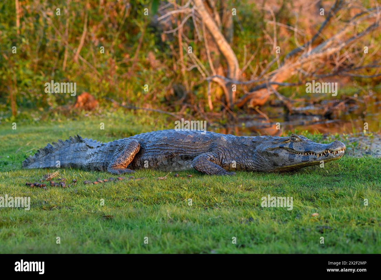 Zoologie, Reptil (Reptilia), brauner Kaiman (Caiman yacare oder Caiman crocodilus yacara), mit Cambyretá, ADDITIONAL-RIGHTS-CLEARANCE-INFO-NOT-AVAILABLE Stockfoto