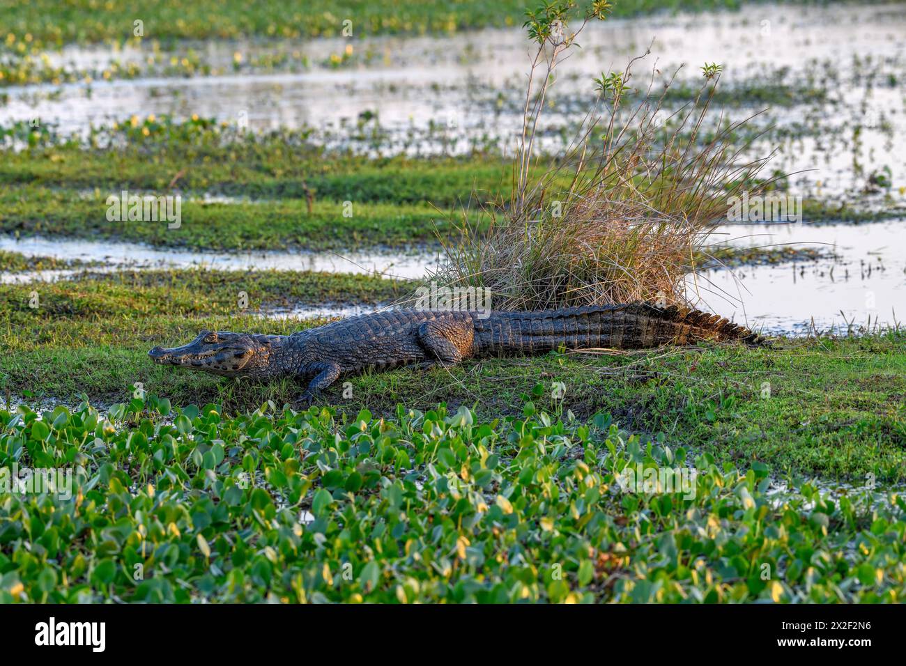 Zoologie, Reptil (Reptilia), brauner Kaiman (Caiman yacare oder Caiman crocodilus yacara), mit Cambyretá, ADDITIONAL-RIGHTS-CLEARANCE-INFO-NOT-AVAILABLE Stockfoto