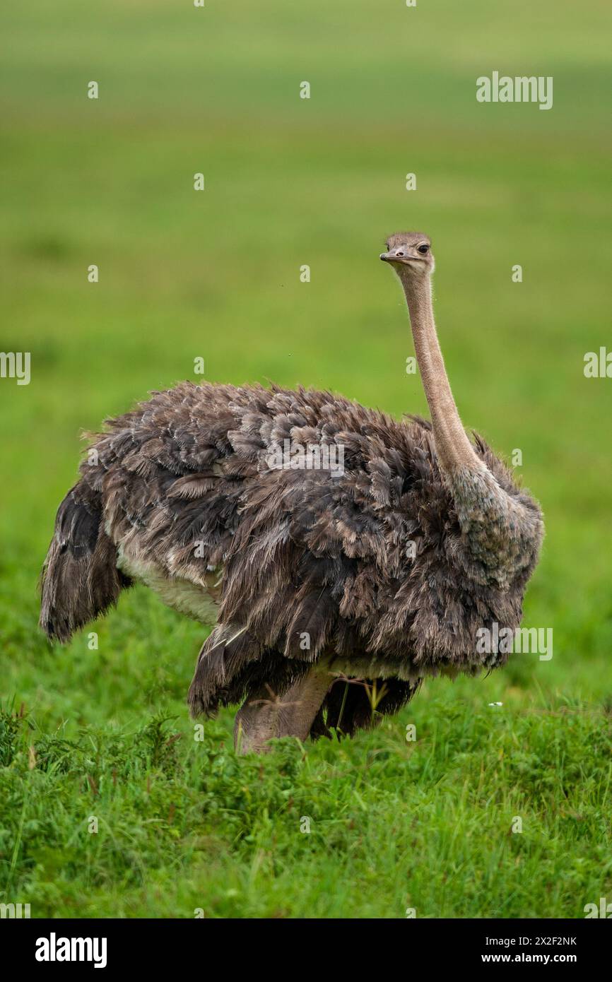 Strauß (Struthio camelus) in der afrikanischen Savanne Stockfoto